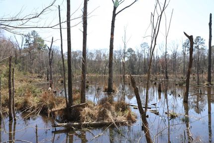 Timberland Property for sale in Richland County, South Carolina