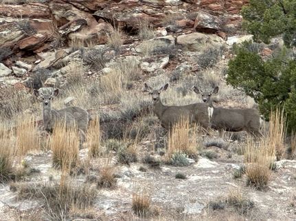Waterfront Property for sale in Guadalupe County, New Mexico