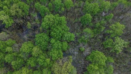 Hunting Property for sale in Red River County, Texas