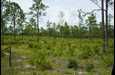 Farm and Ranch for sale in Levy County, Florida
