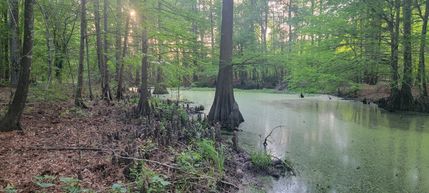 Land for sale in Panola County, Texas