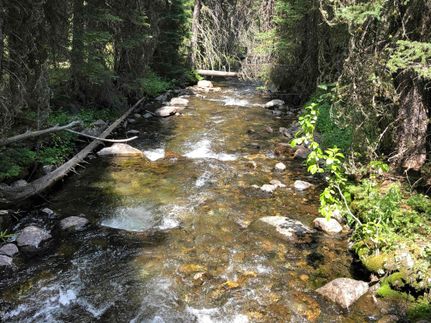 Timberland Property in Madison County, Montana