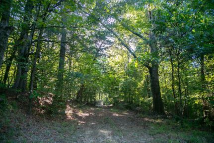 Farm and Ranch for sale in Claiborne County, Mississippi