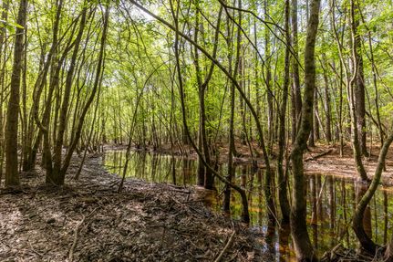Timberland Property for sale in Wilcox County, Georgia