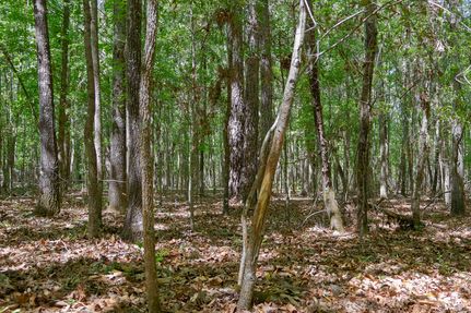 Undeveloped Land for sale in Screven County, Georgia