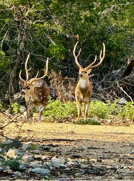 Farm and Ranch for sale in Kinney County, Texas