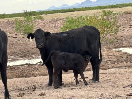 Farm and Ranch for sale in Luna County, New Mexico