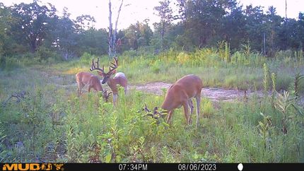 Land for sale in Franklin County, Arkansas