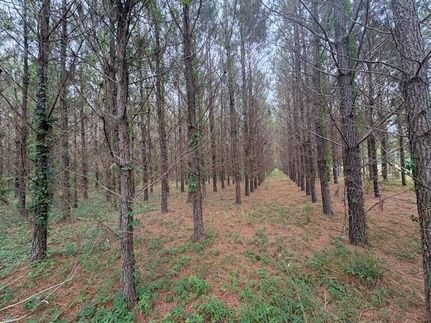 Land for sale in Calhoun County, South Carolina