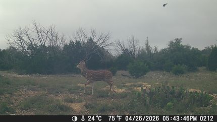 Farm and Ranch for sale in Edwards County, Texas