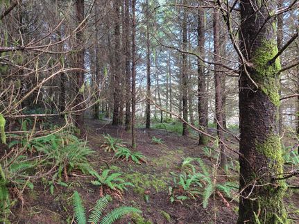 Timberland Property for sale in Grays Harbor County, Washington