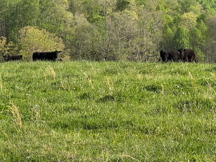 Undeveloped Land for sale in Lee County, Virginia