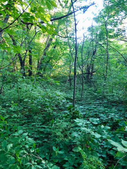 Timberland Property for sale in Dallas County, Iowa