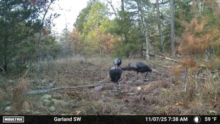 Farm and Ranch for sale in Izard County, Arkansas