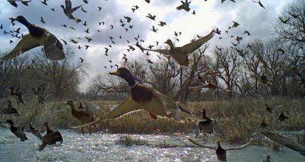 Timberland Property for sale in Morrill County, Nebraska