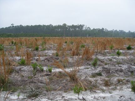 Land for sale in Clinch County, Georgia