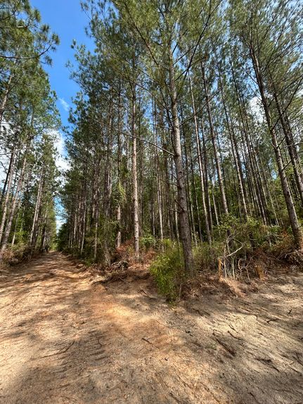 Land for sale in Geneva County, Alabama