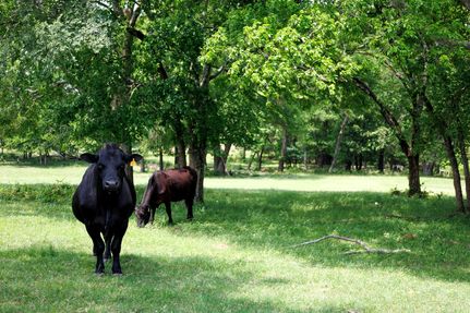 Farm and Ranch for sale in Van Zandt County, Texas