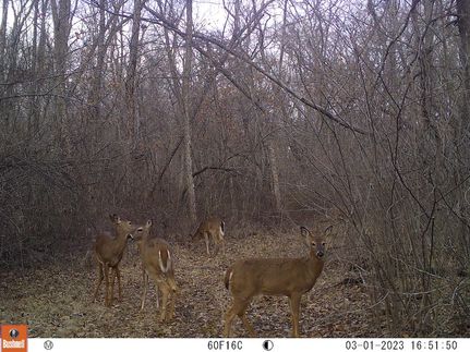 Undeveloped Land in Boone County, Missouri