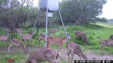 Land for sale in Jim Wells County, Texas