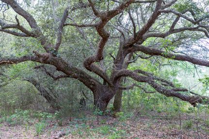 Hunting Property for sale in Austin County, Texas