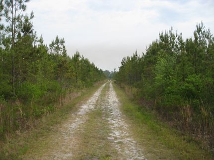 Land for sale in Echols County, Georgia