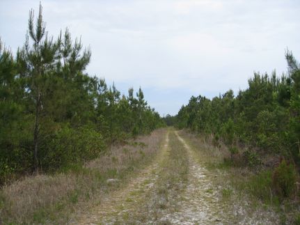 Land for sale in Echols County, Georgia