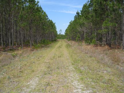 Land for sale in Echols County, Georgia
