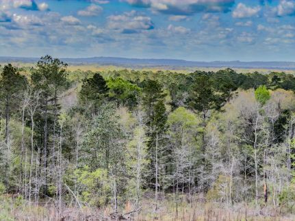 Timberland Property for sale in Washington County, Florida