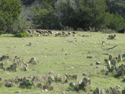 Farm and Ranch for sale in Edwards County, Texas