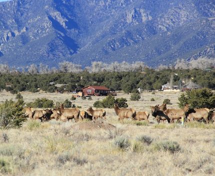 Undeveloped Land for sale in Saguache County, Colorado