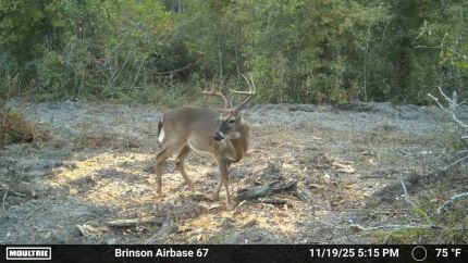 Timberland Property for sale in Decatur County, Georgia