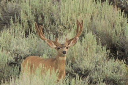 Land for sale in Moffat County, Colorado
