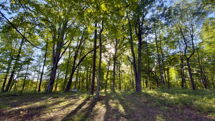 Timberland Property for sale in Vinton County, Ohio