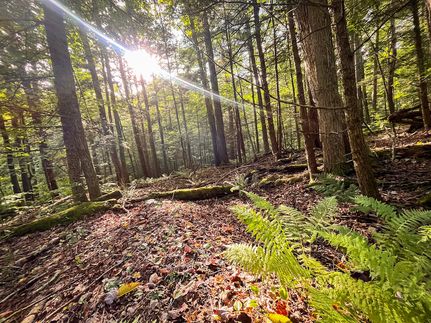 Undeveloped Land for sale in Tioga County, New York
