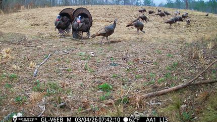 Farm and Ranch for sale in Lauderdale County, Alabama
