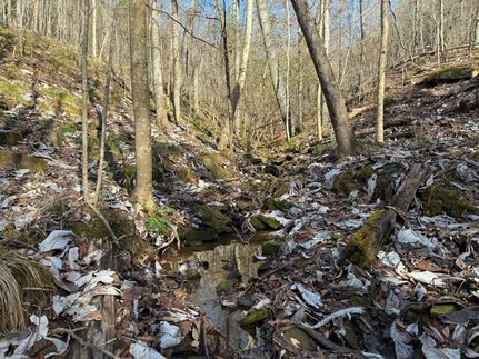 Land for sale in Winston County, Alabama
