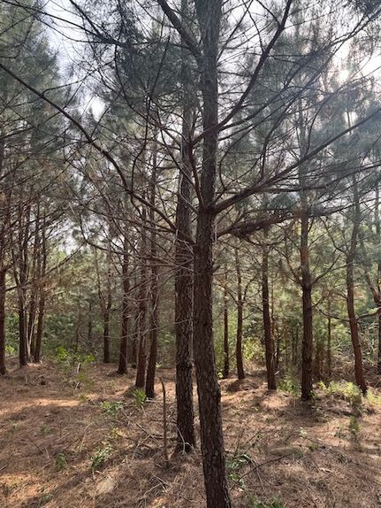 Land for sale in Albemarle County, Virginia