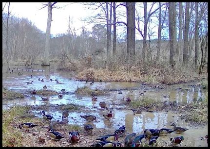 Farm and Ranch for sale in Yalobusha County, Mississippi