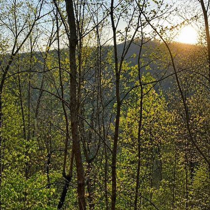 Timberland Property for sale in Gilmer County, Georgia