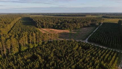 Timberland Property for sale in Orangeburg County, South Carolina