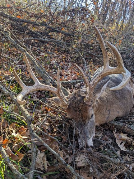 Timberland Property in Putnam County, Missouri