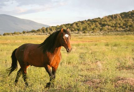 Farm and Ranch for sale in Costilla County, Colorado