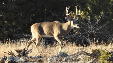 Recreational Property for sale in Edwards County, Texas