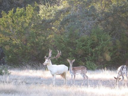 Land for sale in Kimble County, Texas