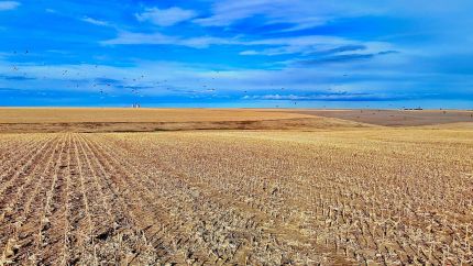 Land for sale in Sherman County, Kansas