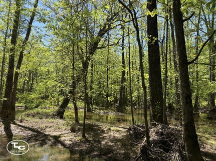 Timberland Property for sale in Lamar County, Alabama