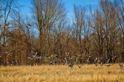 Timberland Property for sale in Monroe County, Arkansas