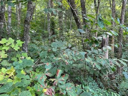 Land for sale in Overton County, Tennessee