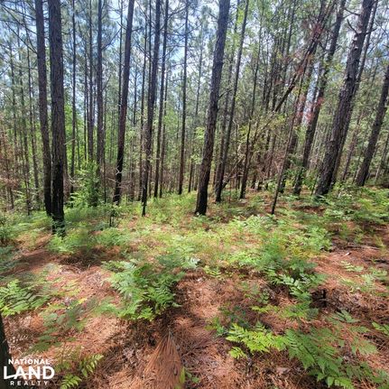 Land for sale in Talladega County, Alabama